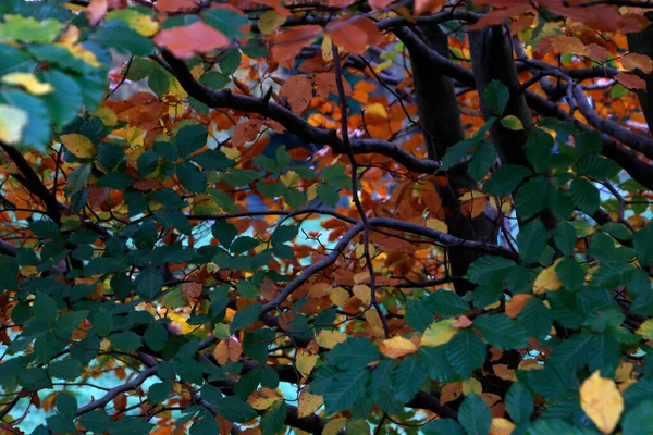 Blick Auf Einen Wald Herbstfarben — Stockfoto