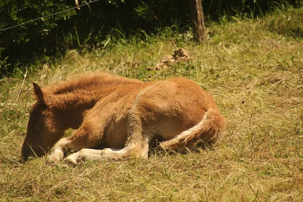 Paarden Het Platteland — Stockfoto