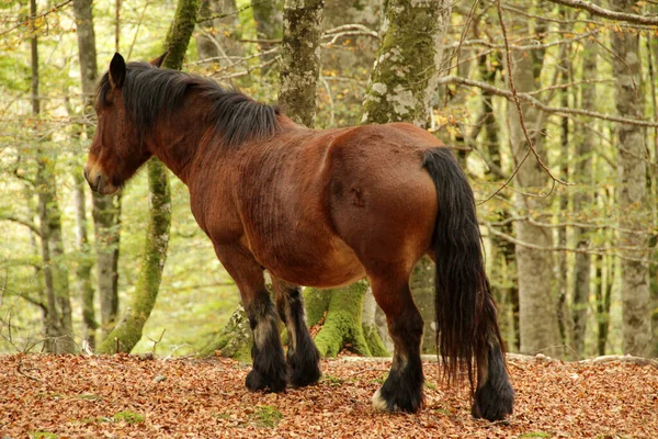 Caballos Campo — Foto de Stock