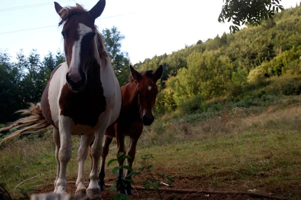 田舎の馬 — ストック写真