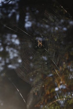 Ormandaki örümcek ağı