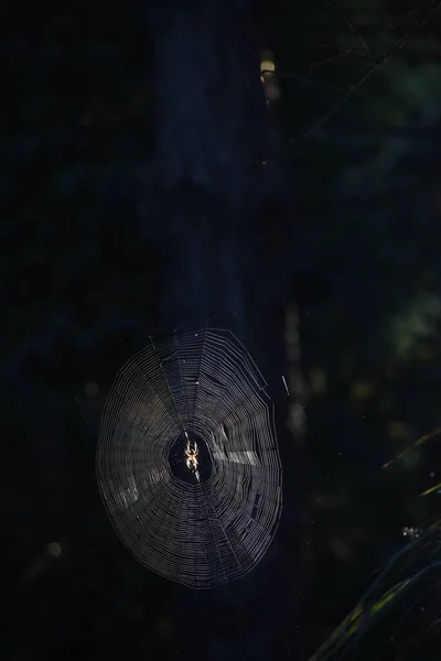 Toile Araignée Dans Forêt — Photo