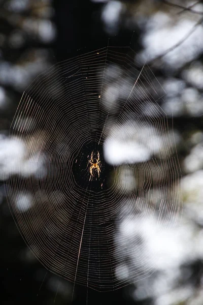 Pavučina Lese — Stock fotografie