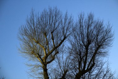 Şehir parkında bir ağaç