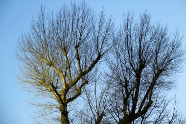 Şehir parkında bir ağaç