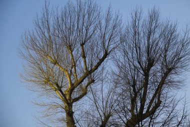 Şehir parkında bir ağaç