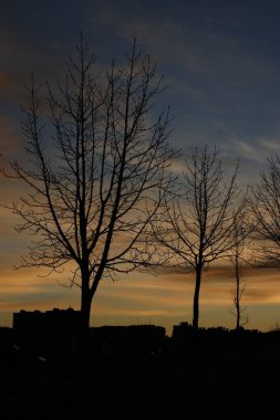 Şehir parkında bir ağaç