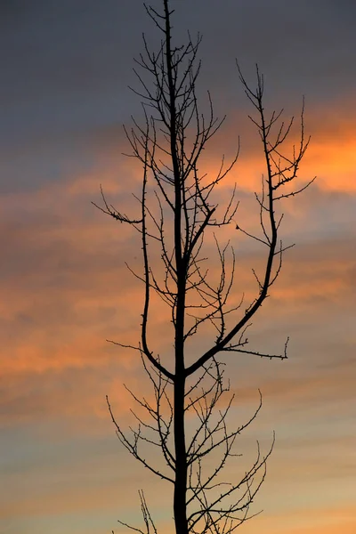 Şehir parkında bir ağaç