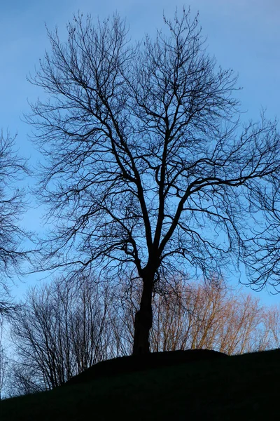 Şehir parkında bir ağaç