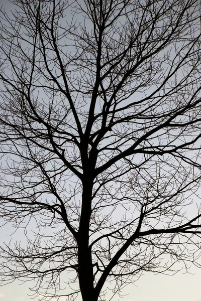 Arbre Dans Parc Urbain — Photo