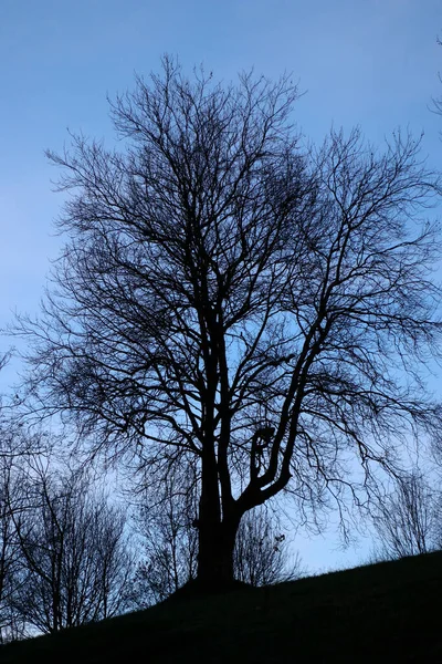 Şehir parkında bir ağaç