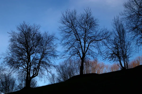 Şehir parkında bir ağaç