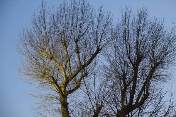 Şehir parkında bir ağaç