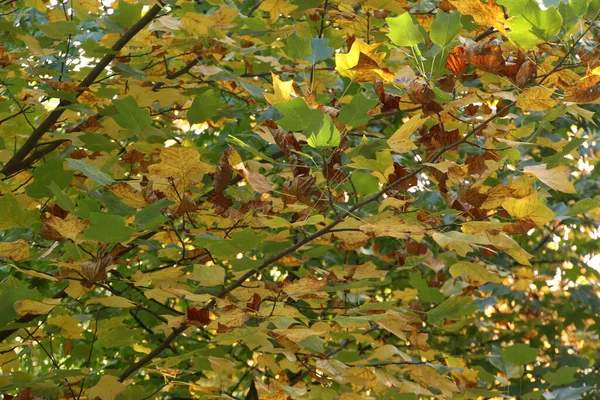 Baum Stadtpark — Stockfoto