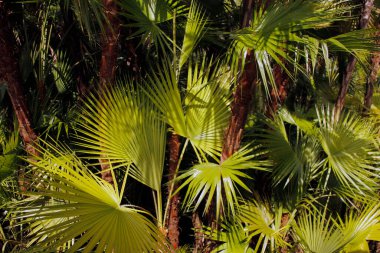 Miami parkında tropik bitki örtüsü