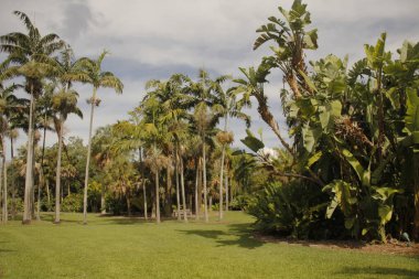 Miami parkında tropik bitki örtüsü