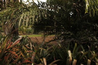 Miami parkında tropik bitki örtüsü