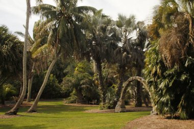 Miami parkında tropik bitki örtüsü