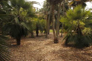 Miami parkında tropik bitki örtüsü