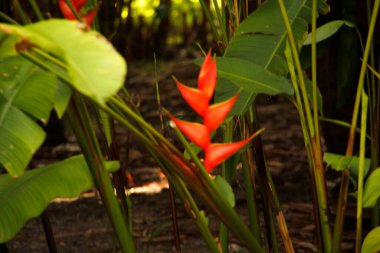 Miami parkında tropik bitki örtüsü
