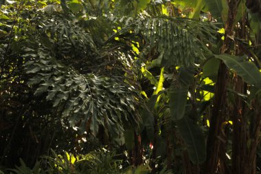 Miami parkında tropik bitki örtüsü