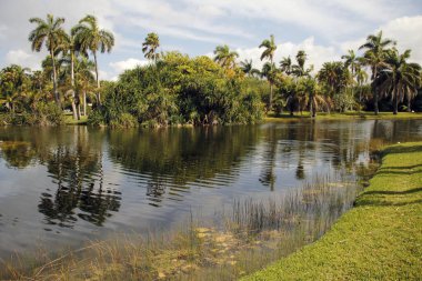 Miami parkında tropik bitki örtüsü