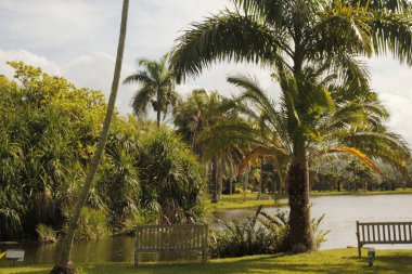Miami parkında tropik bitki örtüsü