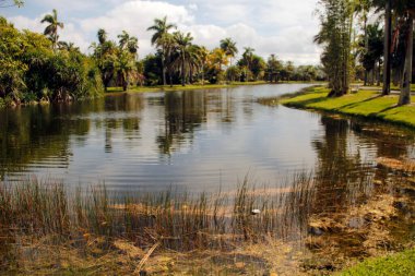 Miami parkında tropik bitki örtüsü