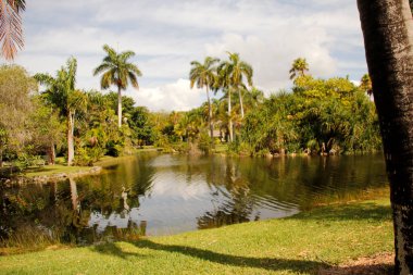 Miami parkında tropik bitki örtüsü