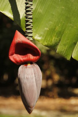 Miami parkında tropik bitki örtüsü