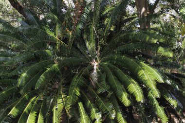 Miami parkında tropik bitki örtüsü