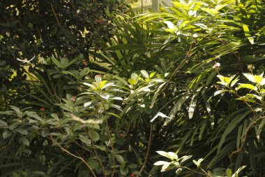 Miami parkında tropik bitki örtüsü