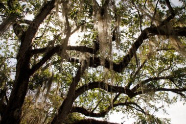 Miami parkında tropik bitki örtüsü