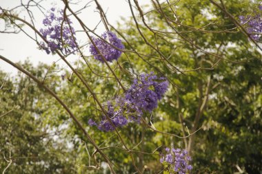 Miami parkında tropik bitki örtüsü