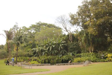 Miami parkında tropik bitki örtüsü