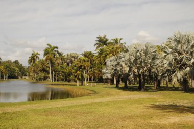 Miami parkında tropik bitki örtüsü
