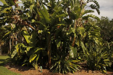 Miami parkında tropik bitki örtüsü