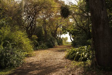 Miami parkında tropik bitki örtüsü