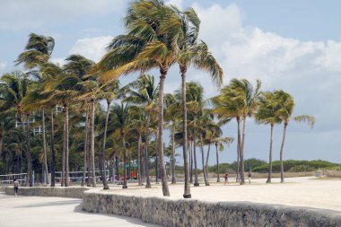 Miami parkında tropik bitki örtüsü