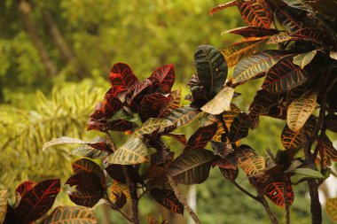 Miami parkında tropik bitki örtüsü