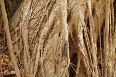 Miami parkında tropik bitki örtüsü