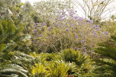 Miami parkında tropik bitki örtüsü