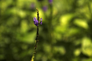 Miami parkında tropik bitki örtüsü