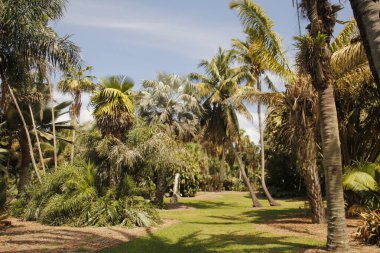 Miami parkında tropik bitki örtüsü