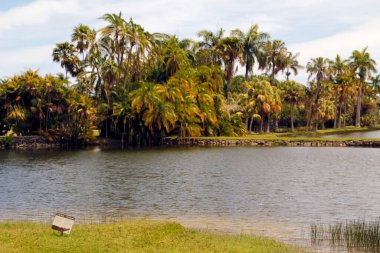Miami parkında tropik bitki örtüsü