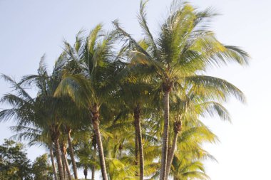 Miami parkında tropik bitki örtüsü