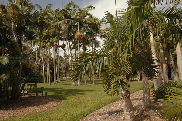 Miami parkında tropik bitki örtüsü