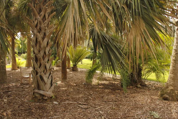 Miami parkında tropik bitki örtüsü