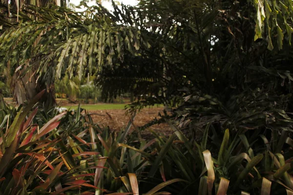 Miami parkında tropik bitki örtüsü