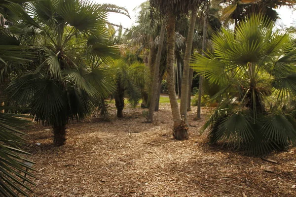 Miami parkında tropik bitki örtüsü